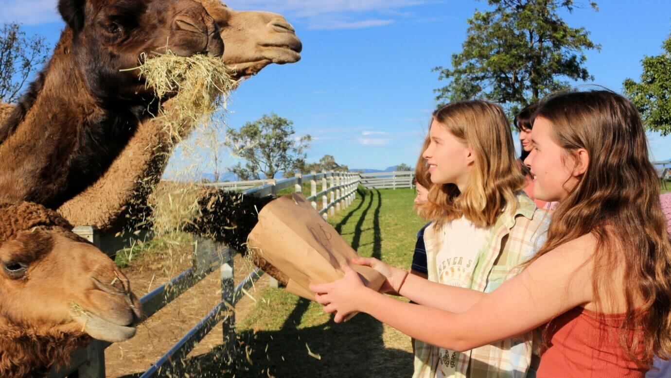Feeding the camels at Summer Land Camels within the Scenic Rim