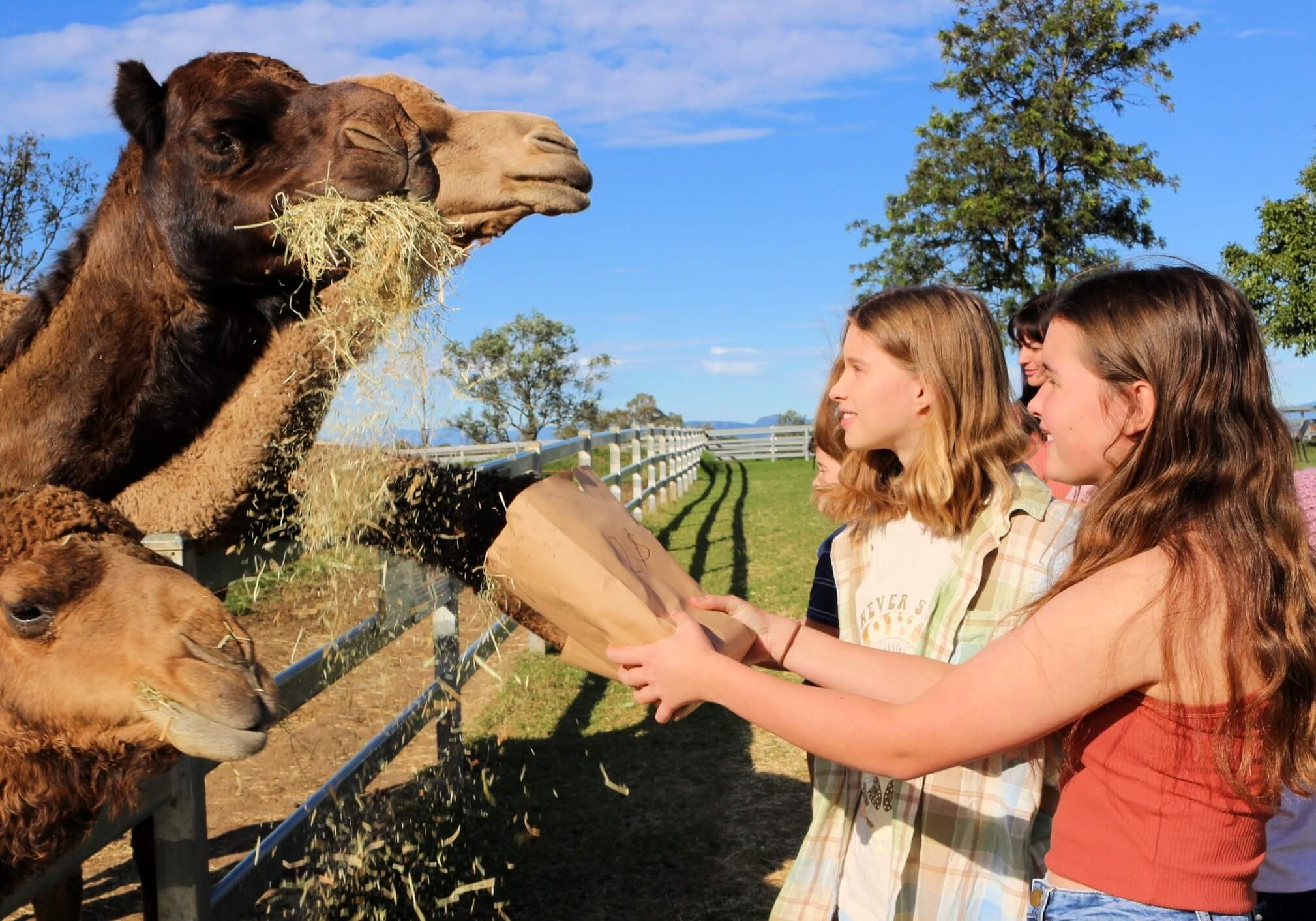 Feeding the camels at Summer Land Camels within the Scenic Rim
