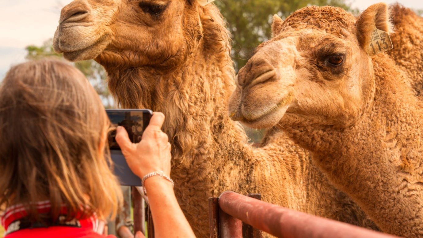 Summer Land Camels