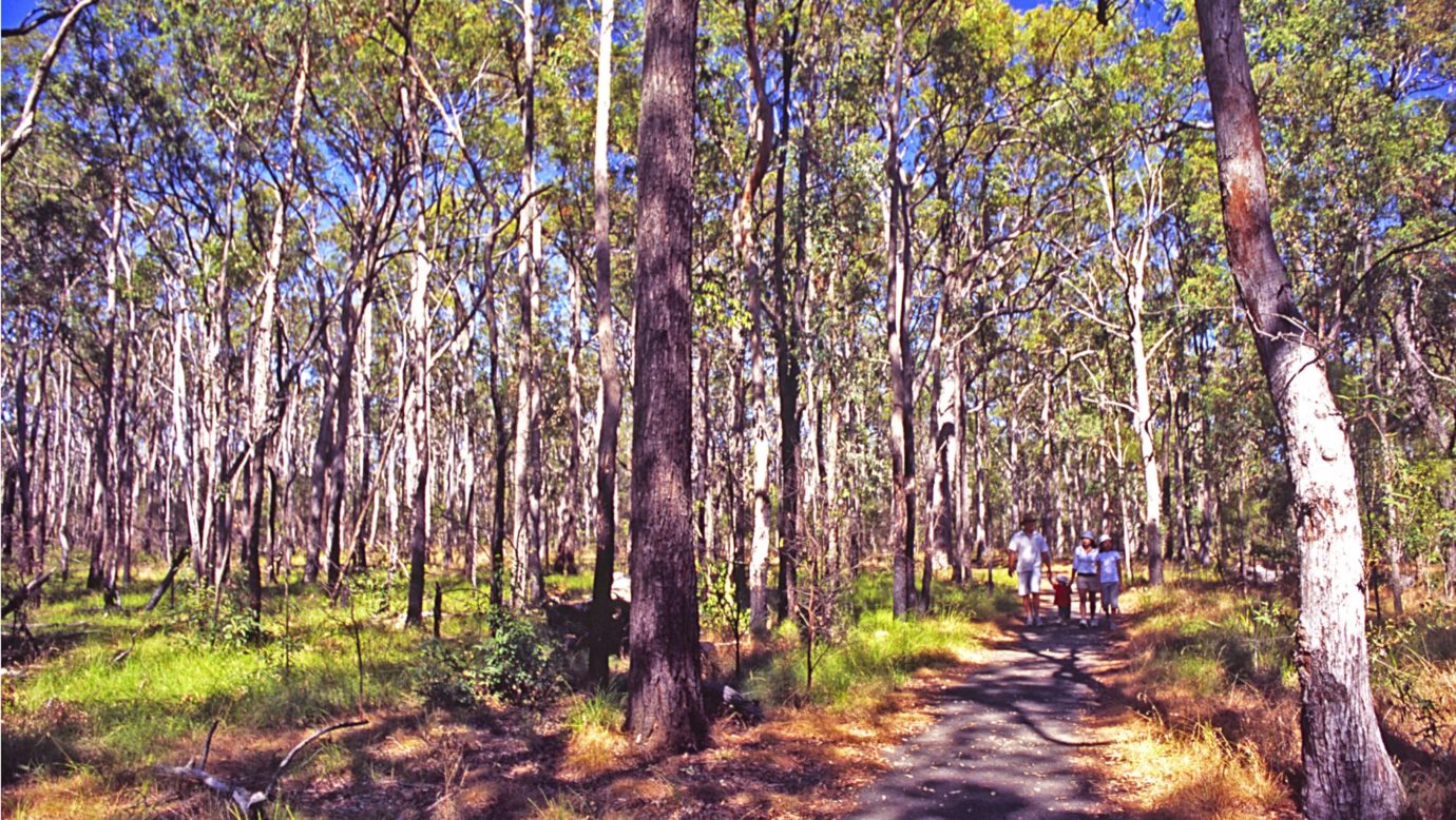 Young family on sealed track in tall forest.