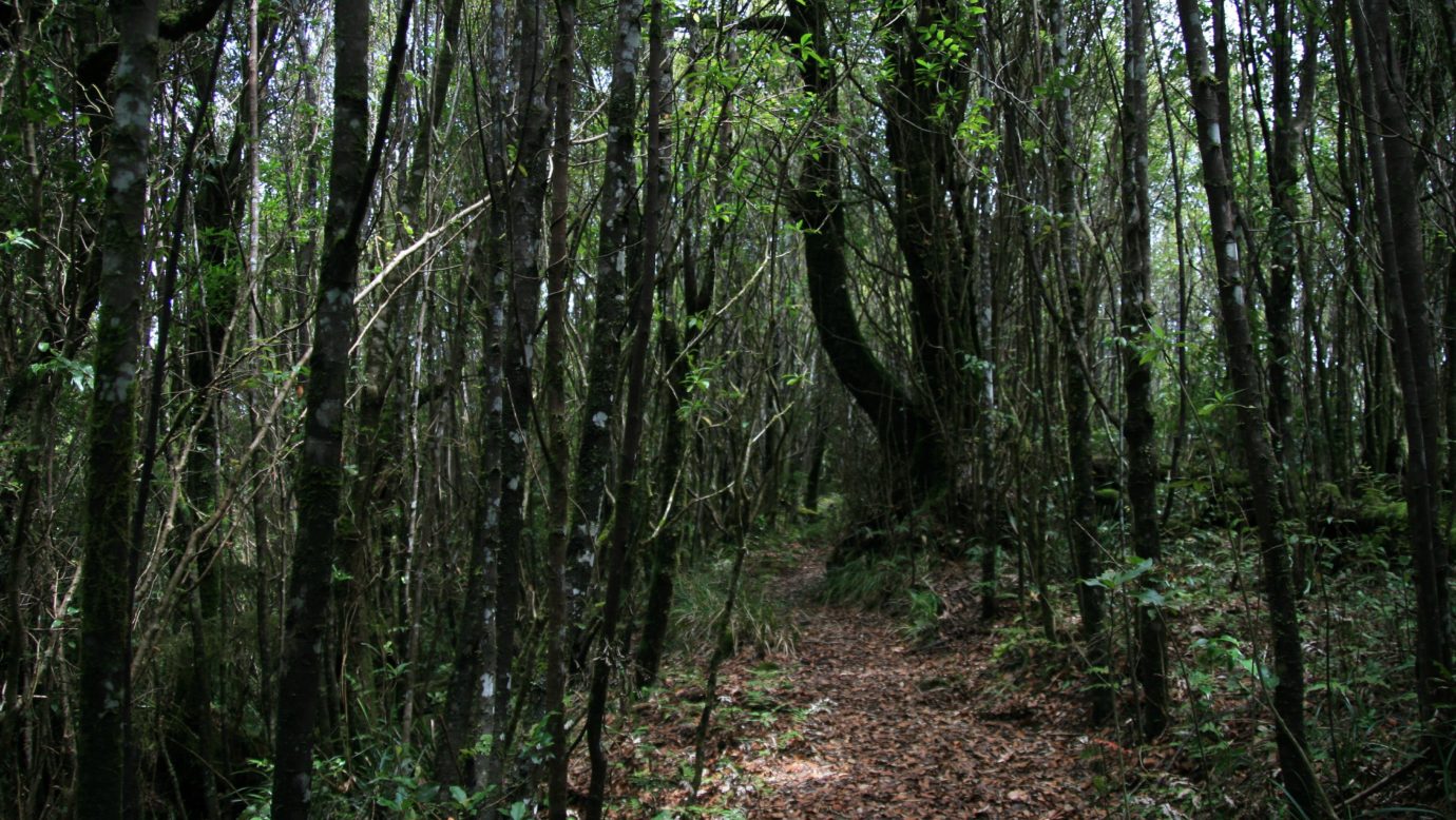 Tall slender trunks line the walking track through a forest.