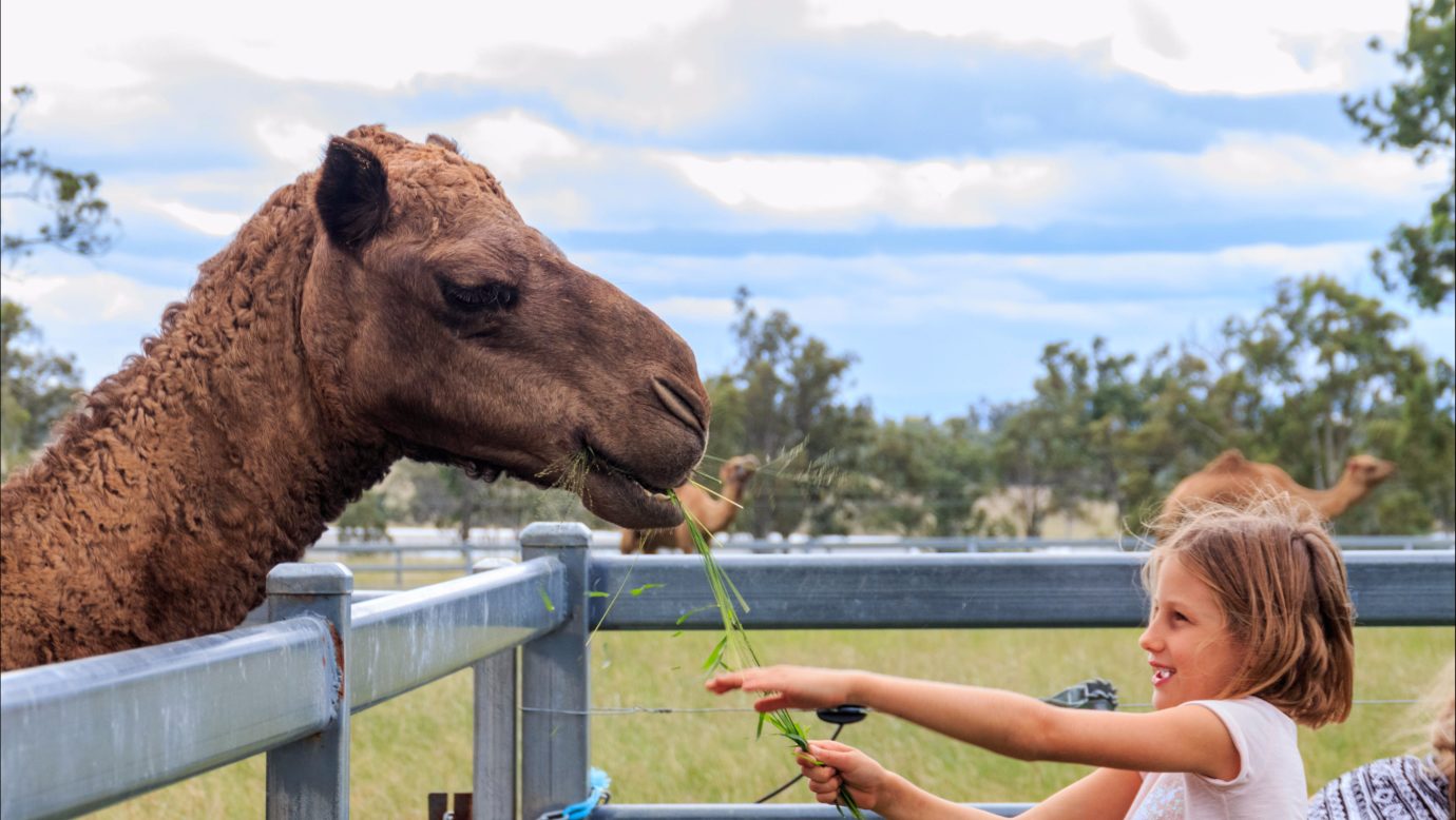 Get hands-on with the gentle camels at Summer Land Camel Farm