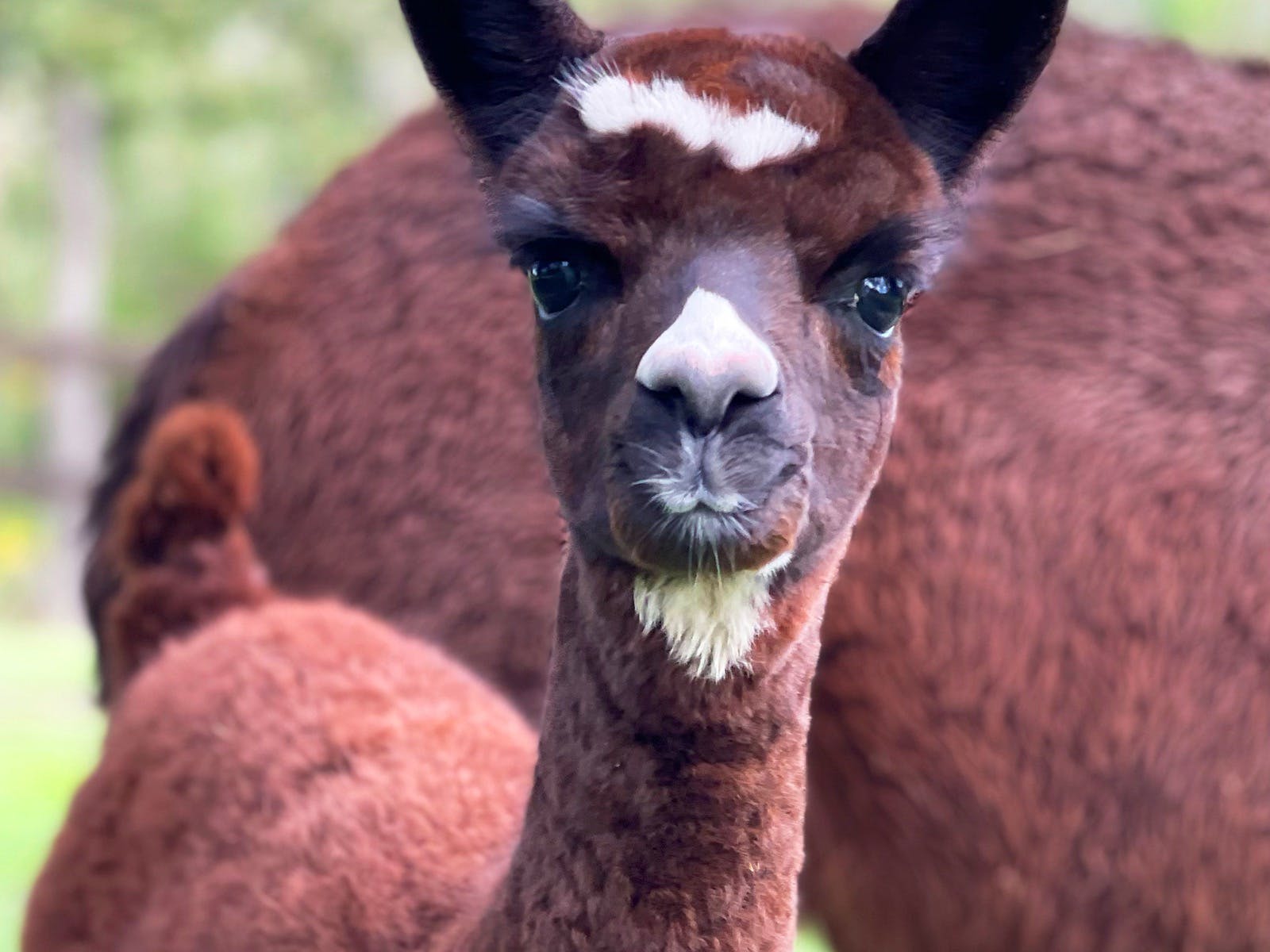 "Patches" the baby alpaca