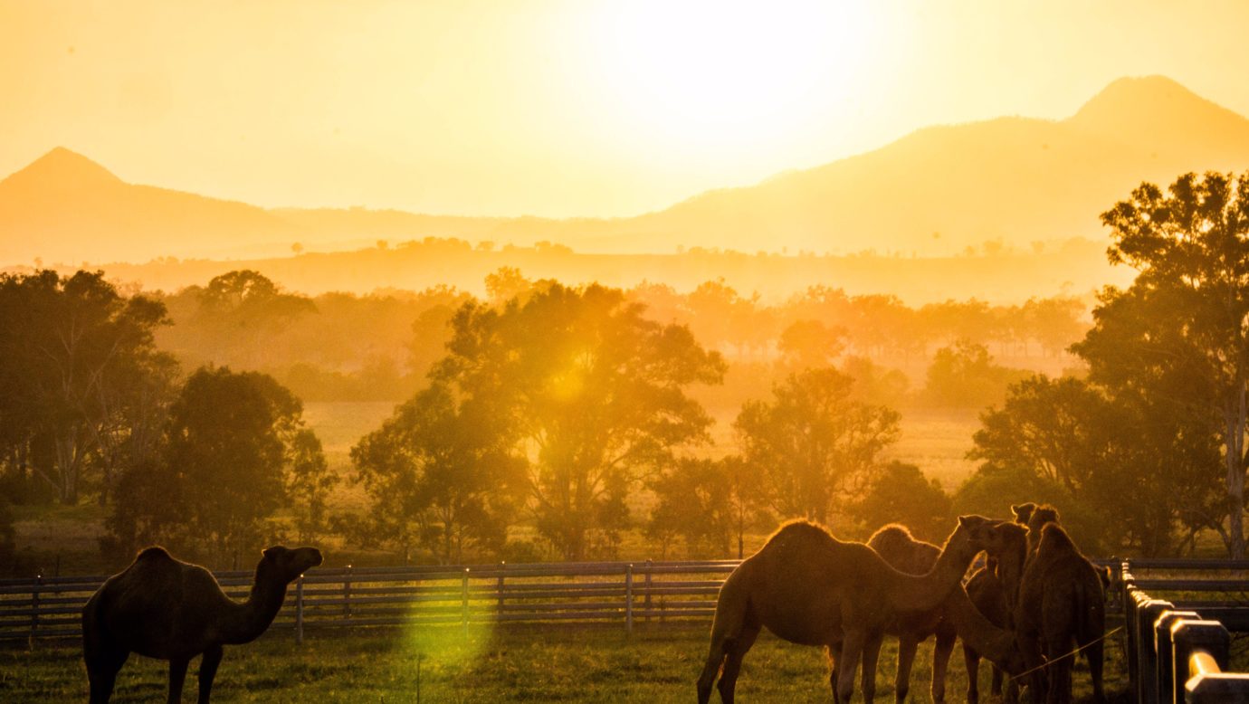 Sun setting over the Scenic Rim at Summer Land Camel Farm