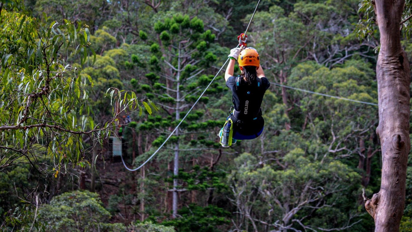 Treetop Challenge - Canyon Flier