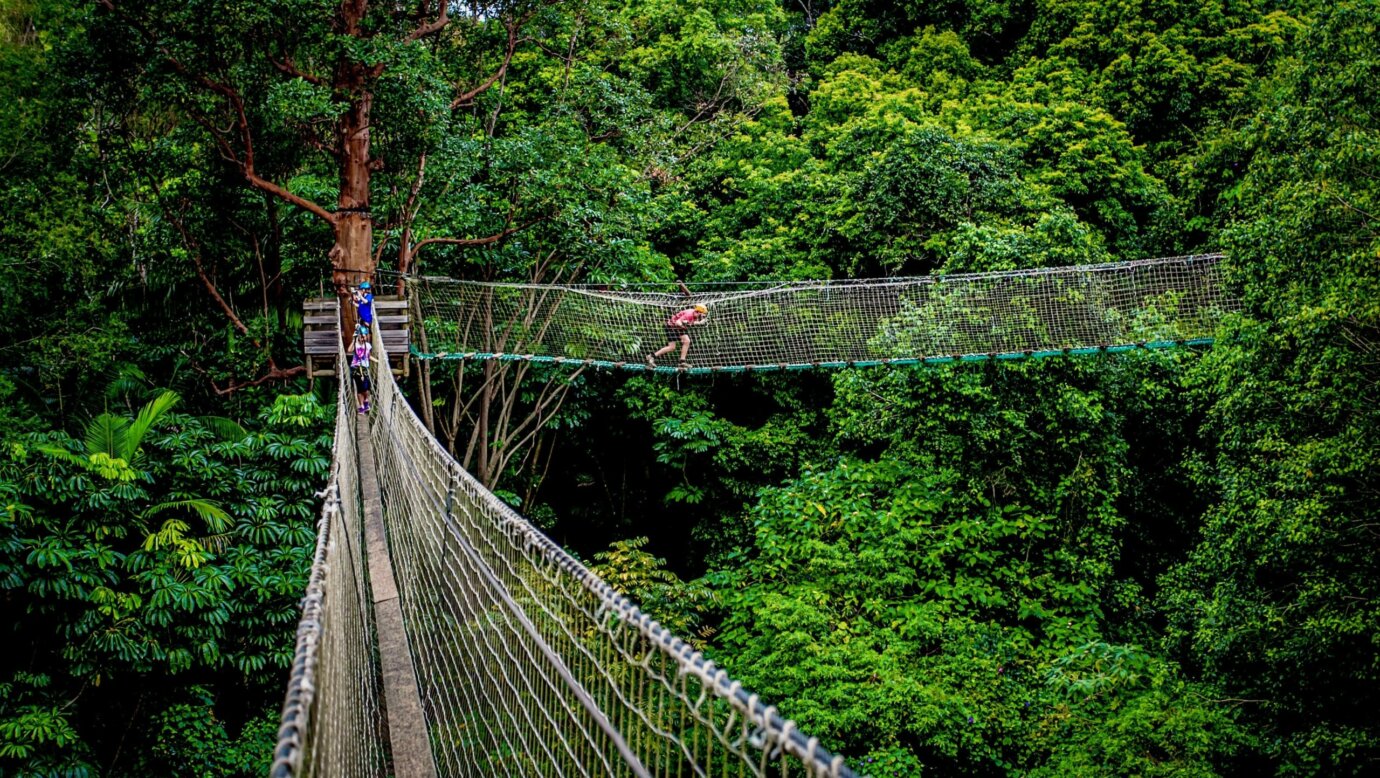 Treetop Challenge