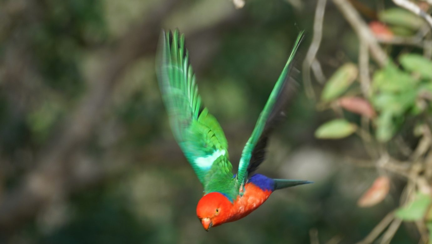 Rainbow lorikeets regularly feed from your cottage