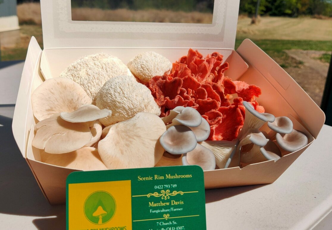 Lions Mane, Oyster Mushroom Medley