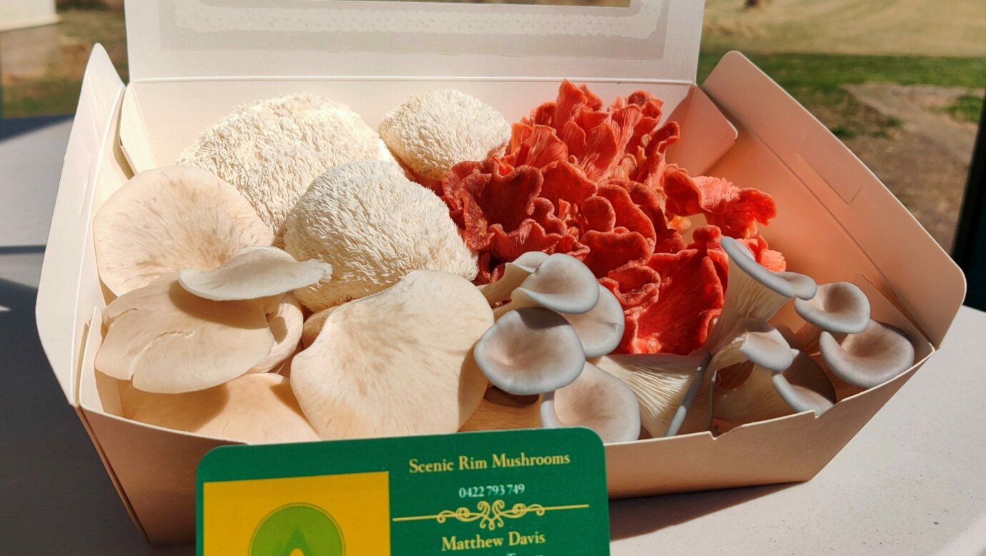 Lions Mane, Oyster Mushroom Medley