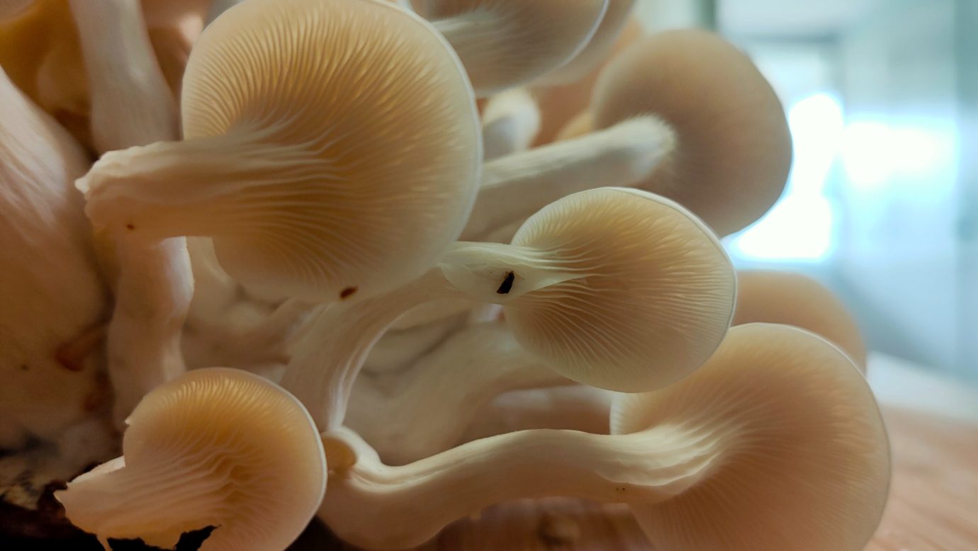 Oyster mushroom cluster