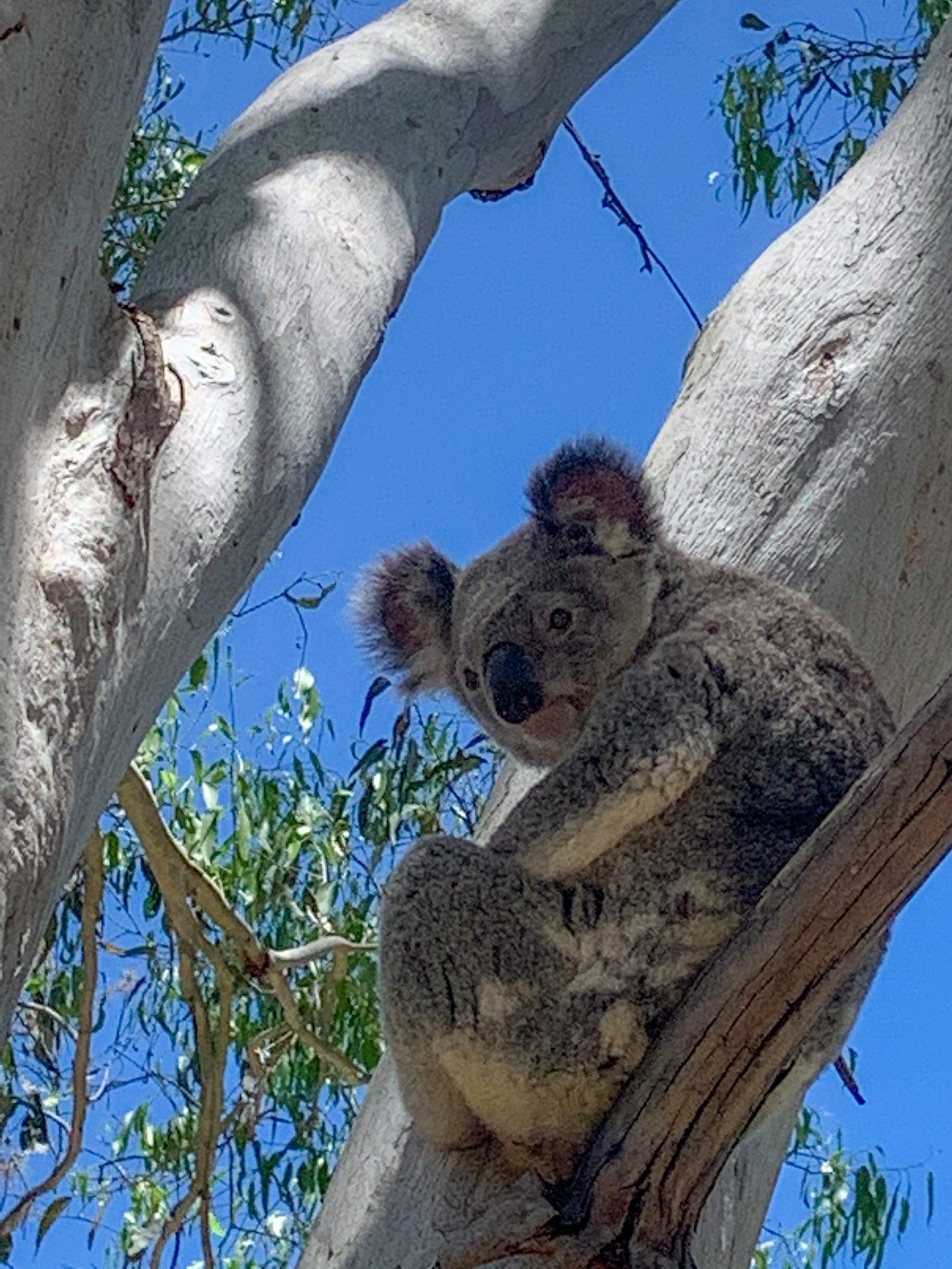 Koala