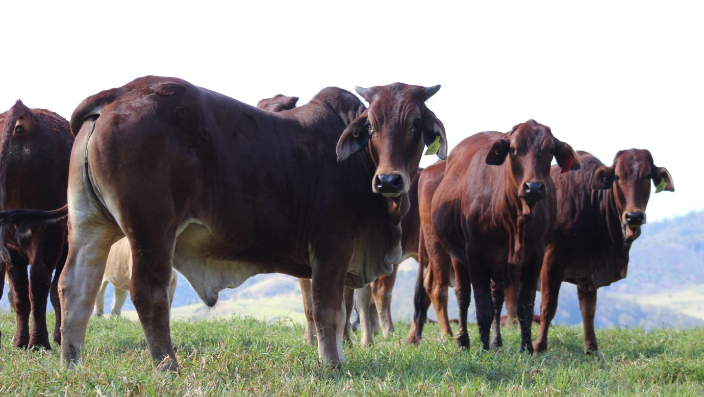 Our cattle herd roam our mountains 450mtrs above sea-level enjoying clean air and spring-fed water.