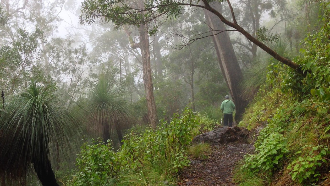 Walker on track in misty forest.