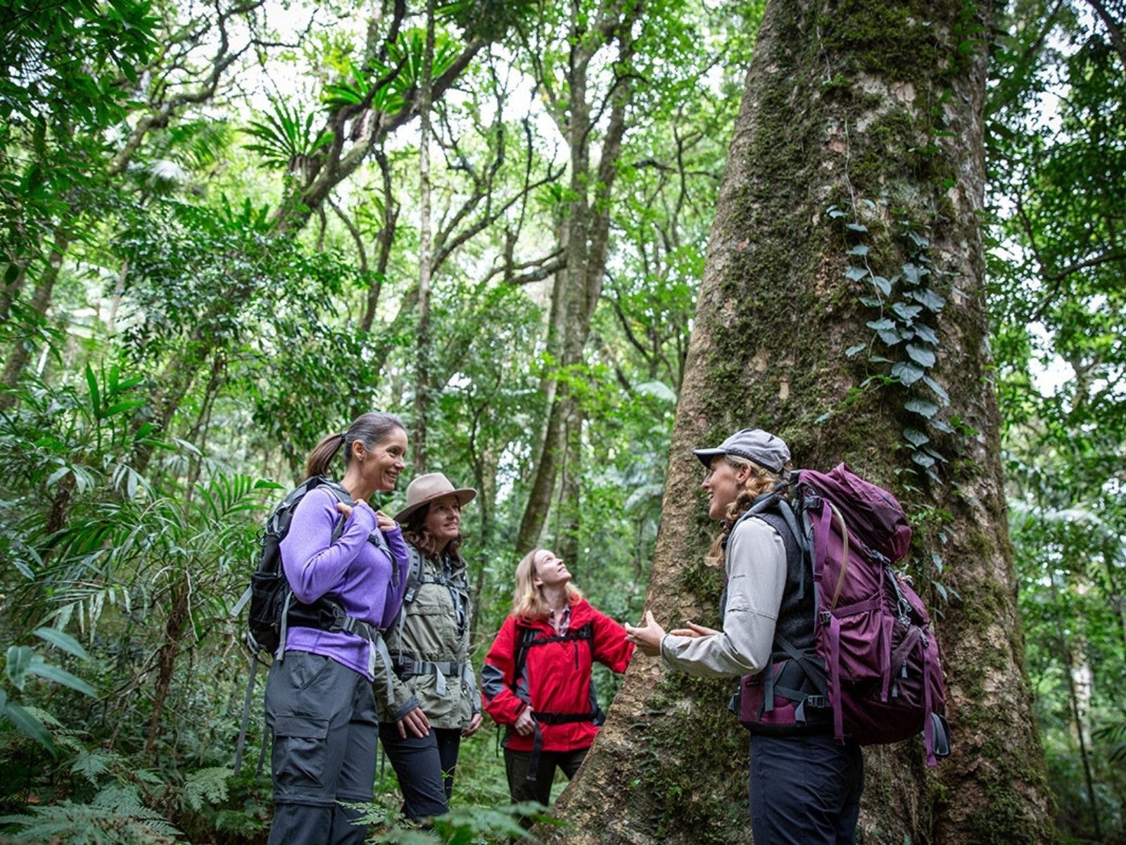 Scenic Rim Trail