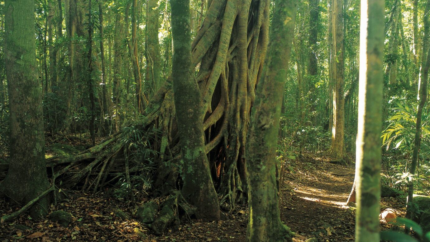 Lush rainforest in Binna Burra, Lamington National Park