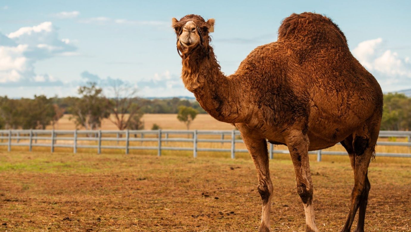 Summer Land Camels