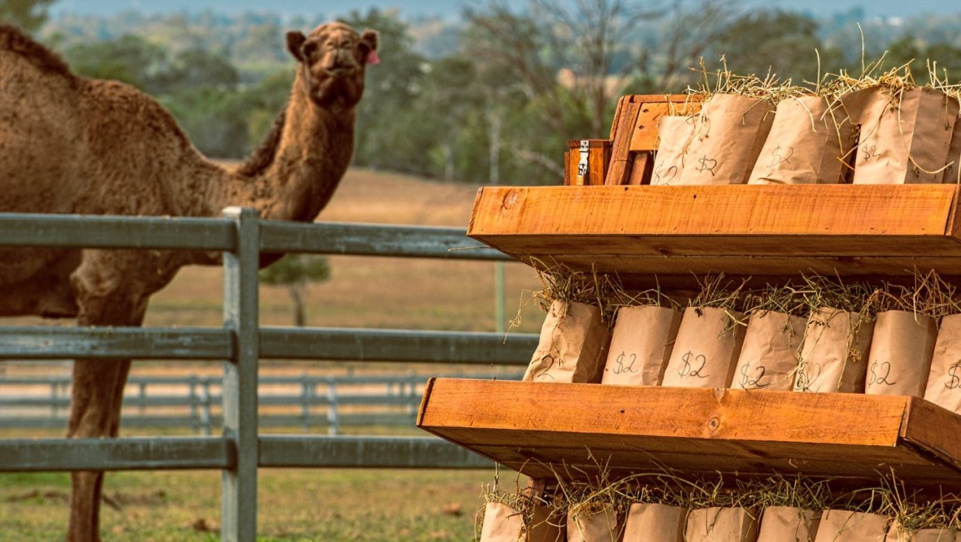 Summer Land Camels