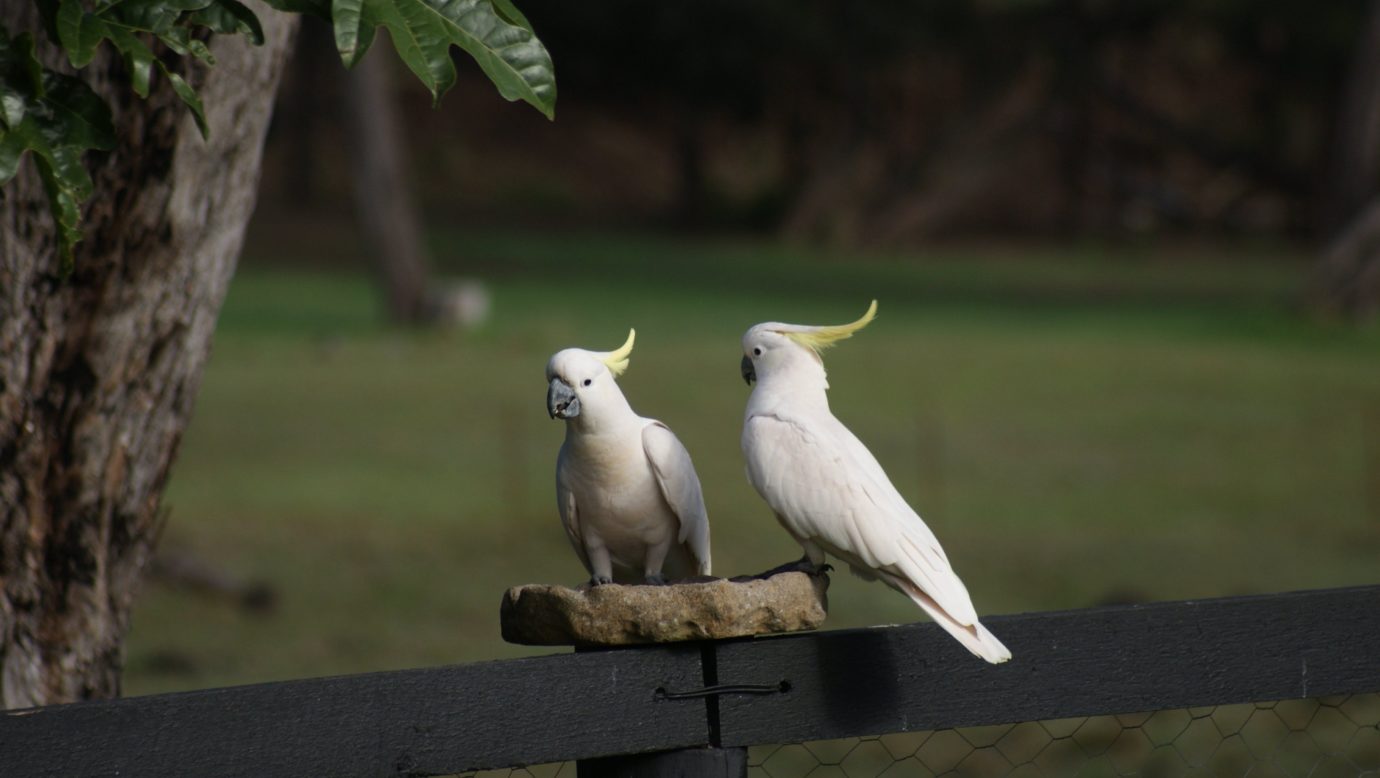 Wild birds abound and feed from your veranda