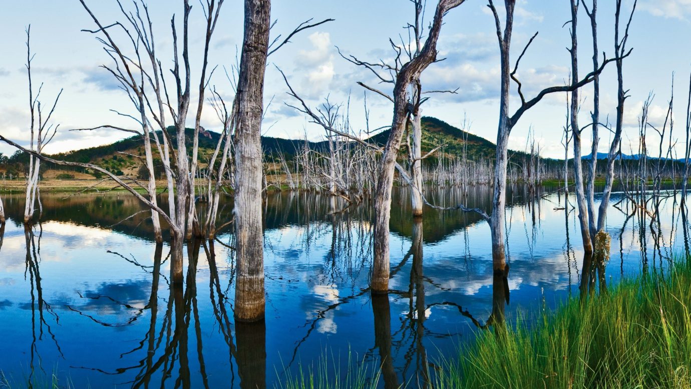 Moogerah Dam Trees