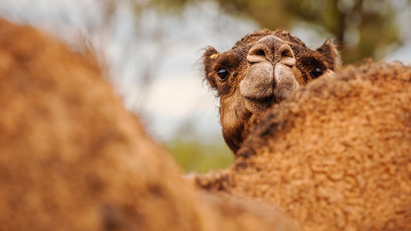 Summer Land Camel Photo