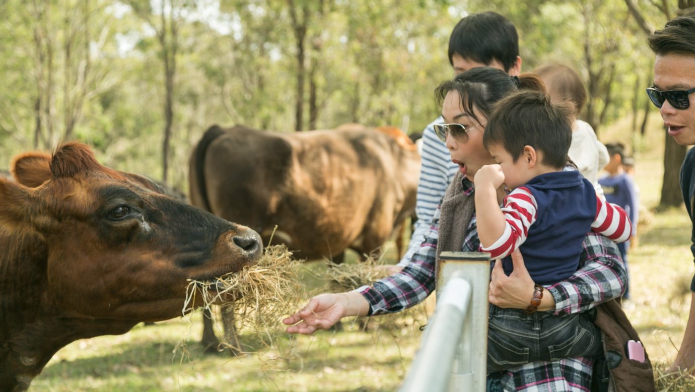 Cow feeding