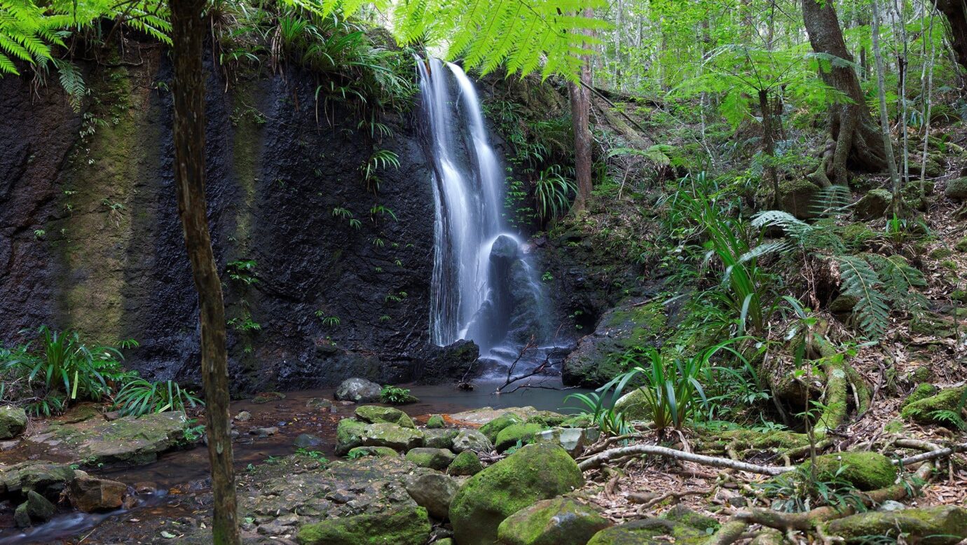 Lacey waterfall in rainforest setting.