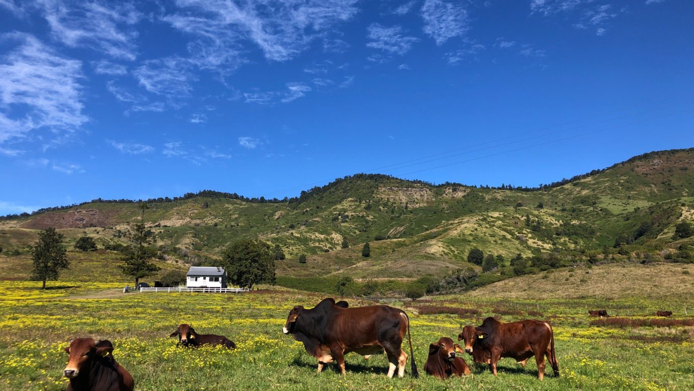 The cattle and horses free-roam around Running Creek Cottage Farmstay.