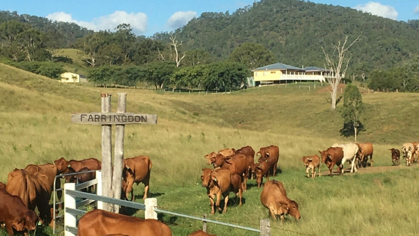 Farringdon herd