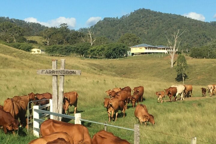 Farringdon herd