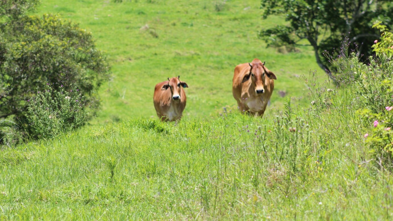Our cattle are born and raised on The Farm at Running Creek on the lush mountain ranges.