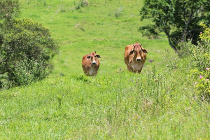 Our cattle are born and raised on The Farm at Running Creek on the lush mountain ranges.