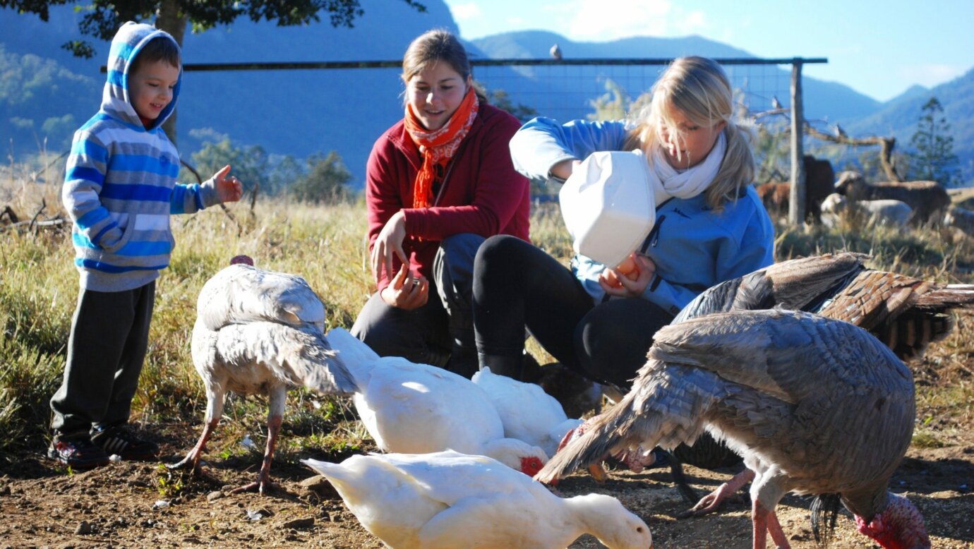 Feeding the farm animals