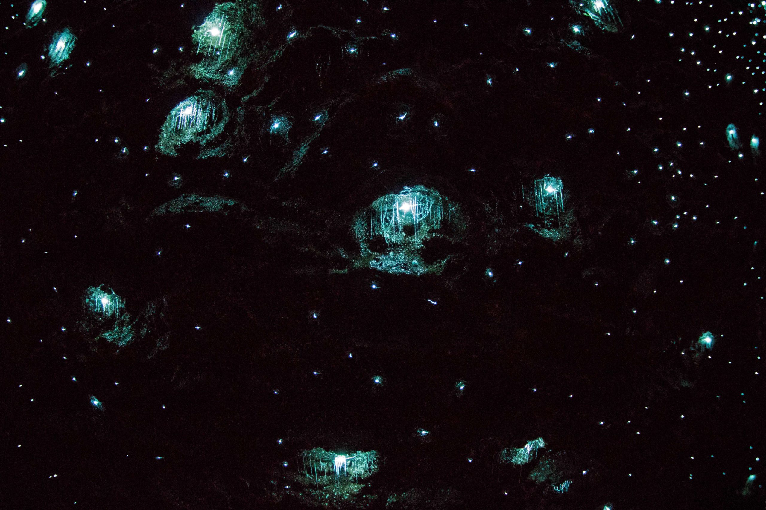 Tamborine Mountain Glow Worm Tours Scenic Rim