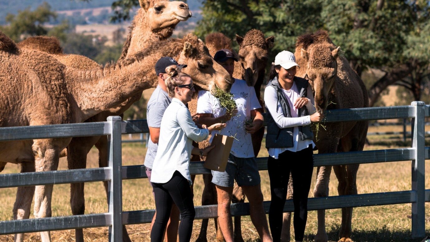 Friendly Camels