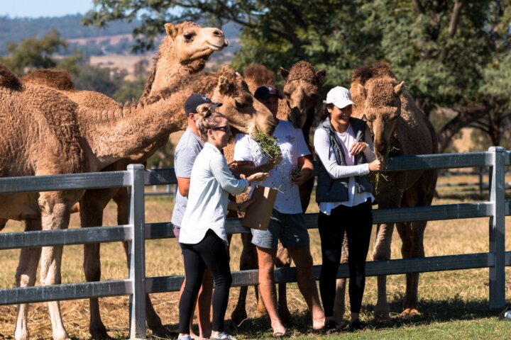 Friendly Camels