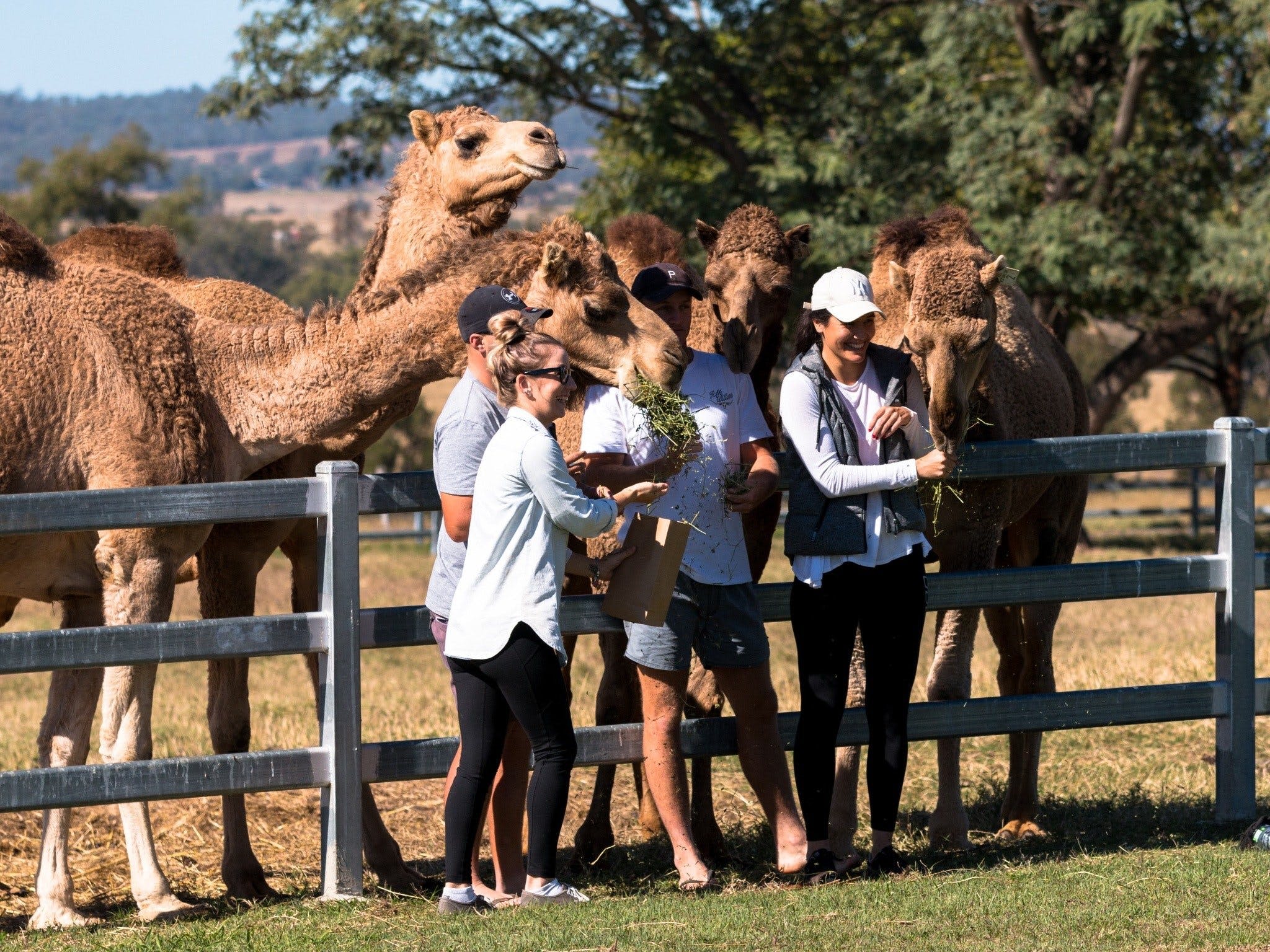 Summer Land Camels Scenic Rim