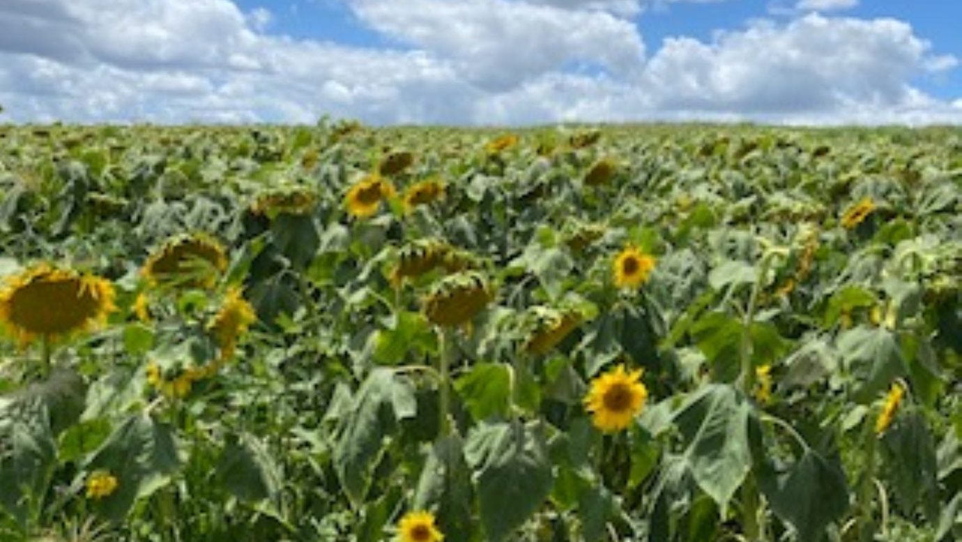 sunflowers