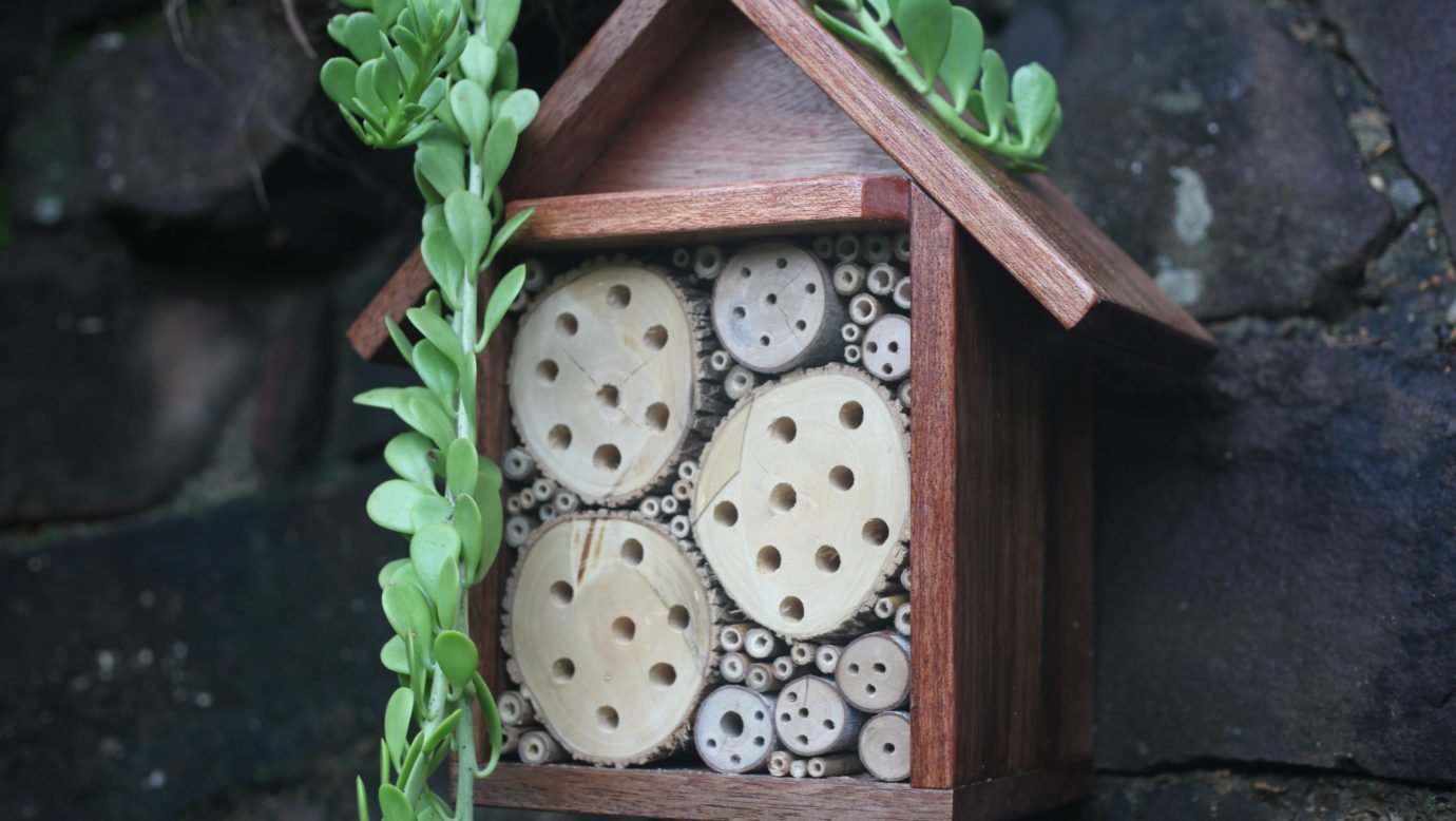 Nesting habitat bee hotel with succulent
