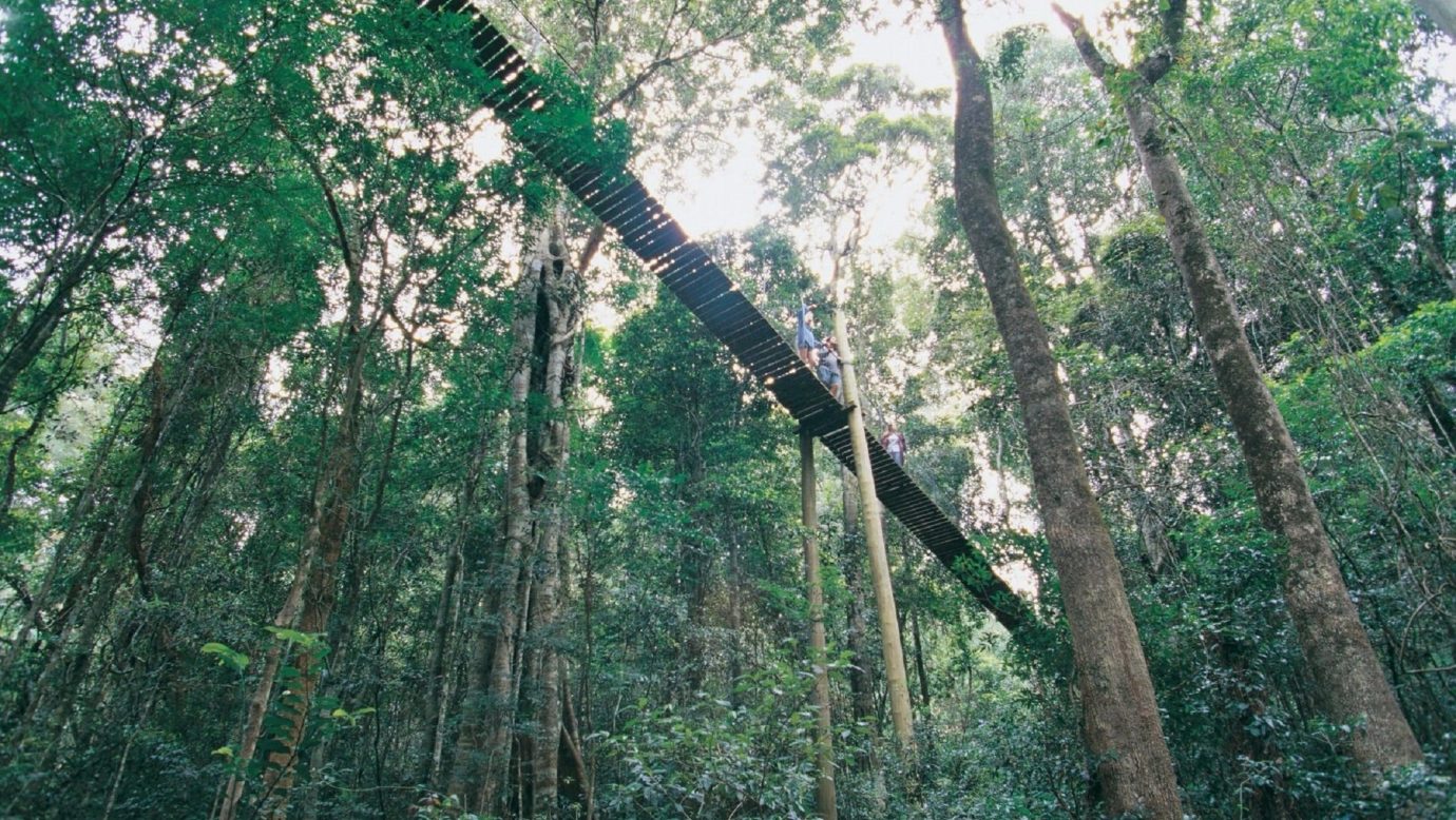 O Reilly S Tree Top Walk Scenic Rim