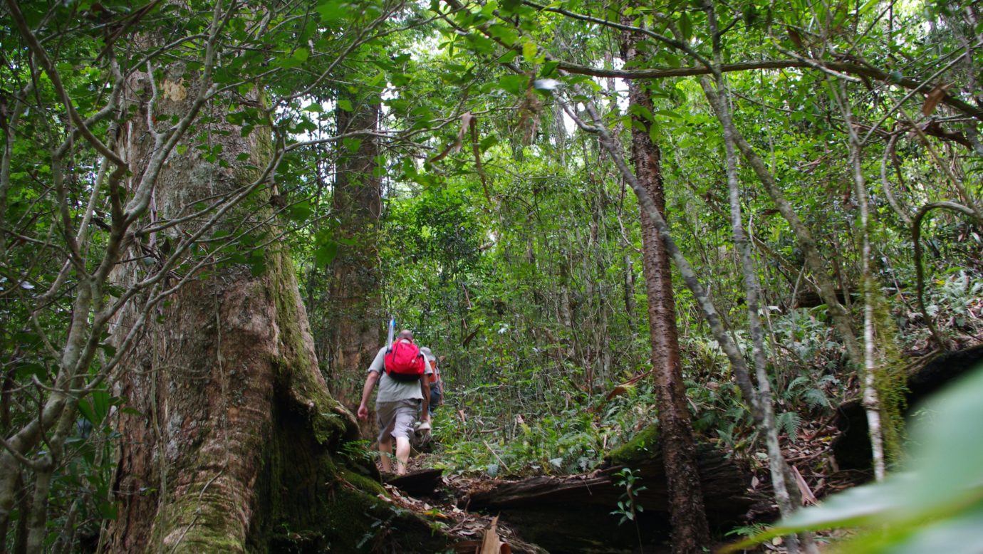 Bushwalker on track at Lamington National Park, Westray's Grave and Stinson Wreck.