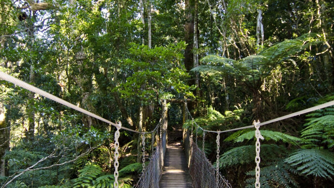 Tree Top Walkway