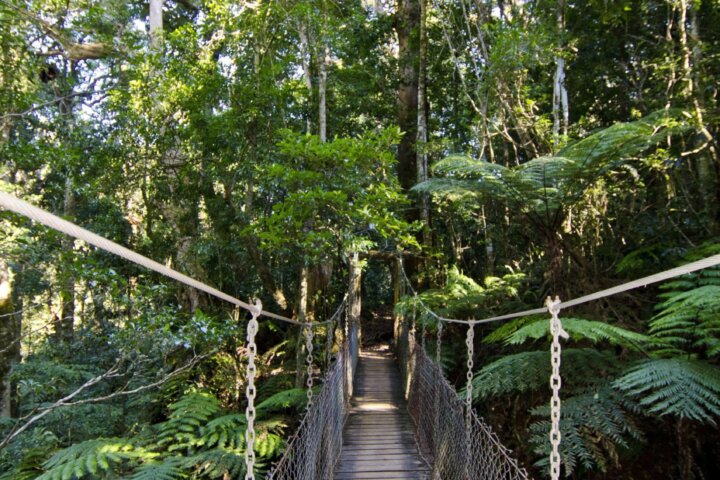 Tree Top Walkway