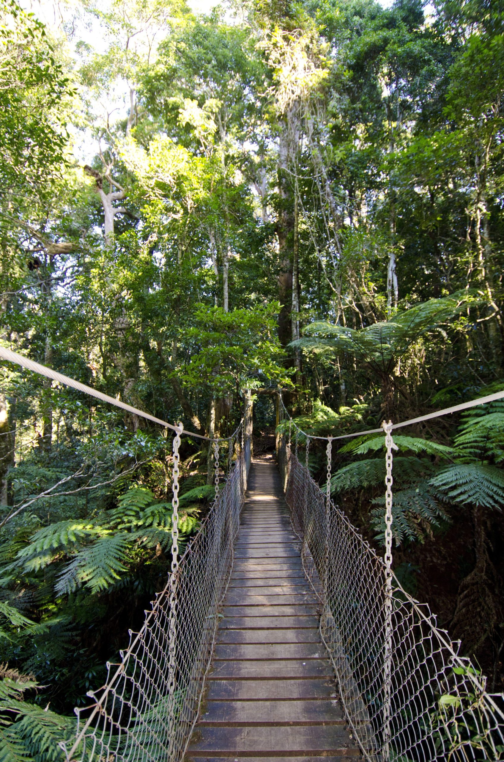 O Reilly S Tree Top Walk Scenic Rim