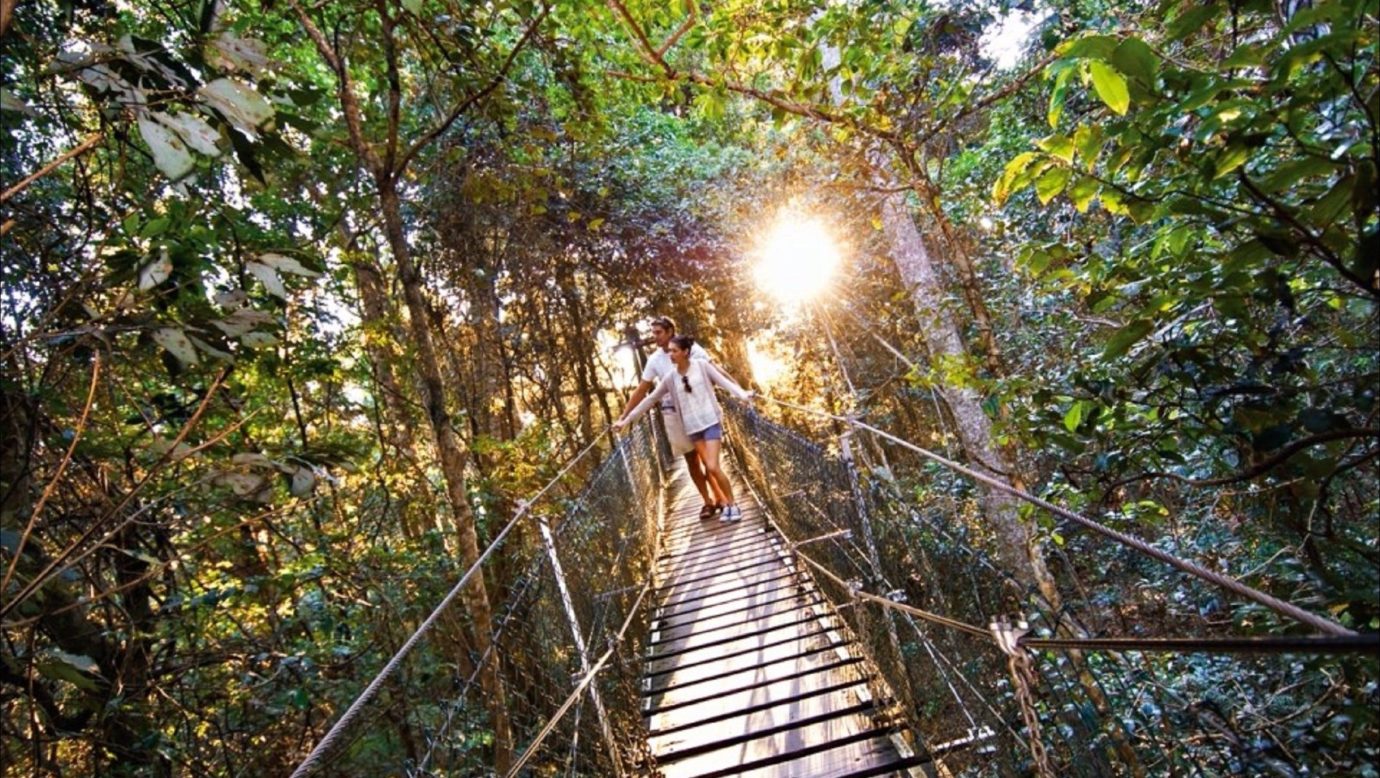 O Reilly S Tree Top Walk Scenic Rim