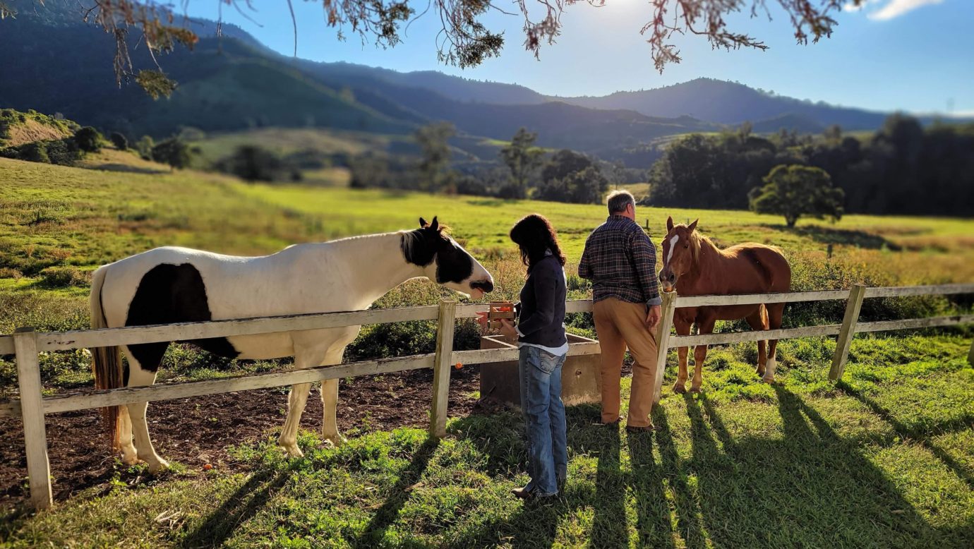 The horses love meeting new guests and being fed their carrots.