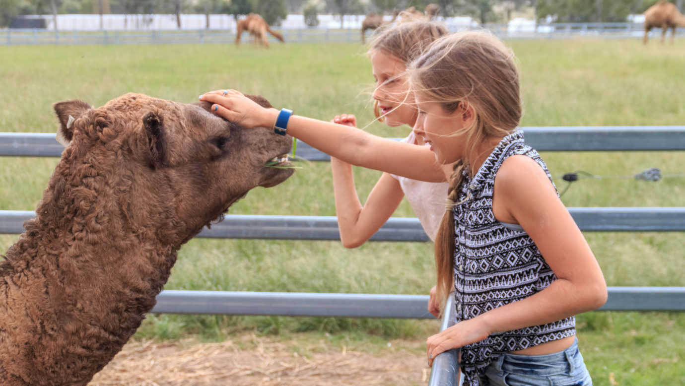 Summer Land Camels: Country experience