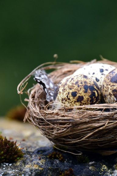 Bird's Nest and Eggs at Tamborine Mountain Library