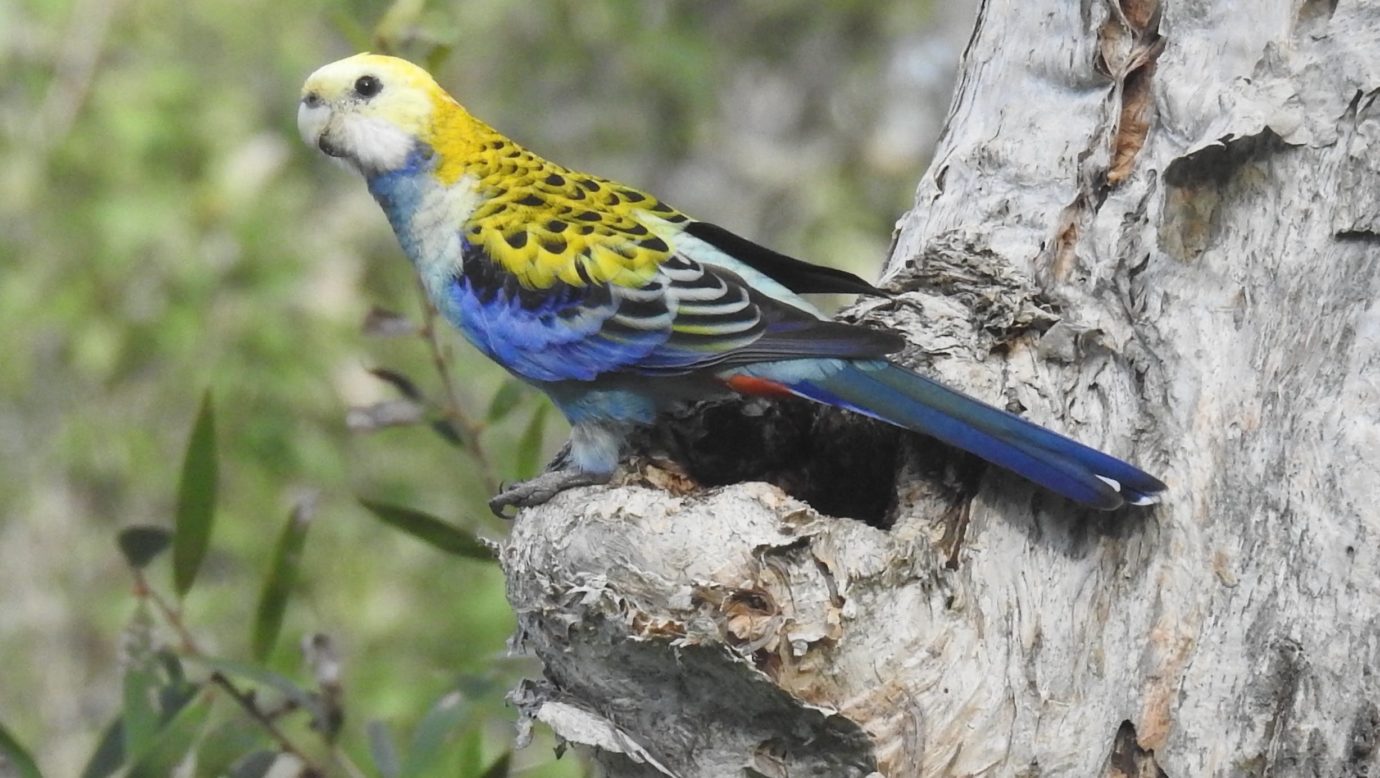 Pale-headed Rosella