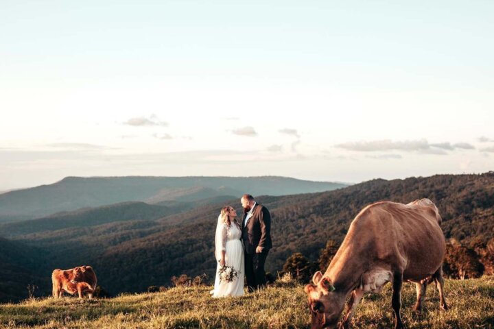 Bride and Groom Standing in a field with two cows and mountains as a backdrop.