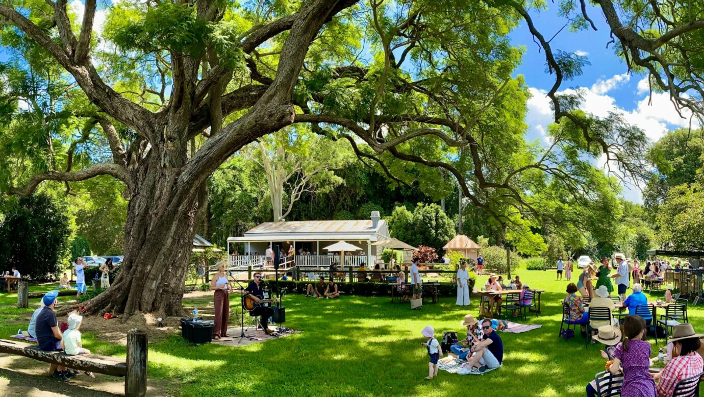 Visitors sitting under the jacaranda tree listening to live music on a  sunny day.